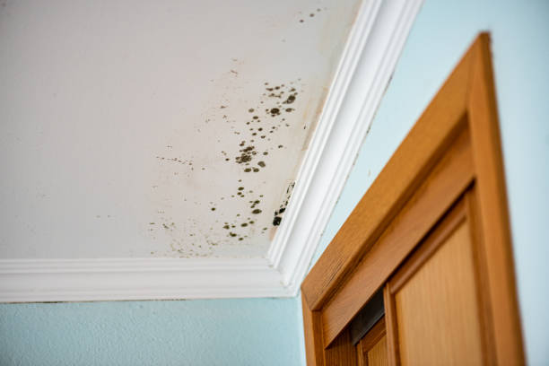 Best Emergency Mold Remediation in Bellevue, IL