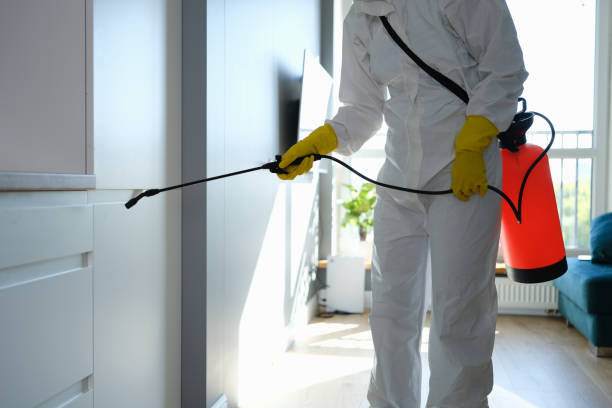 Best Health and Safety Mold Remediation in Bellevue, IL
