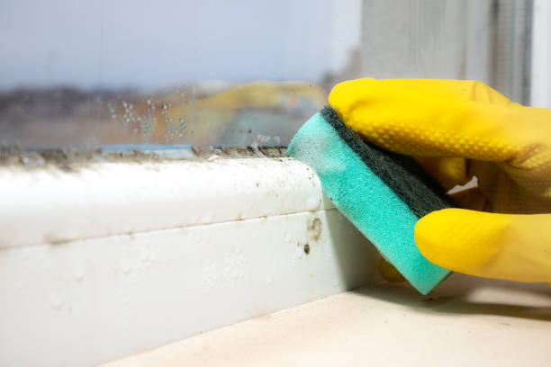 Bellevue, IL Mold Remediation Company