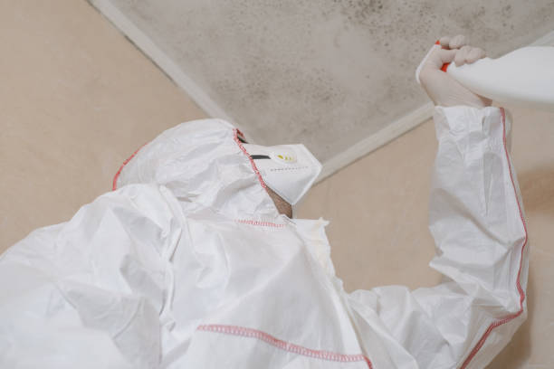 Best Commercial Mold Remediation in Bellevue, IL
