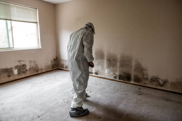 Best Insurance-Related Mold Remediation in Bellevue, IL