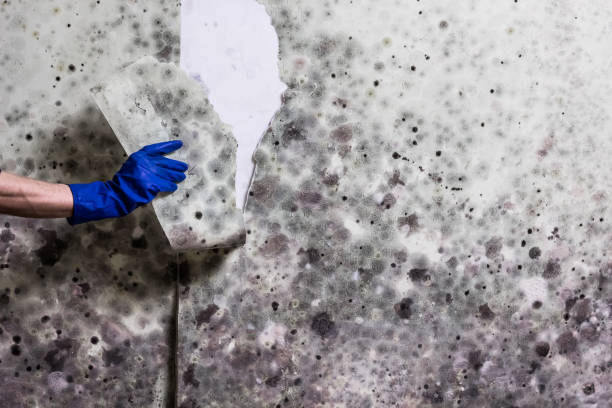 Best Residential Mold Remediation in Bellevue, IL