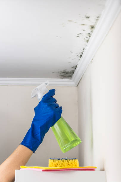 Best Bathroom Mold Remediation in Bellevue, IL