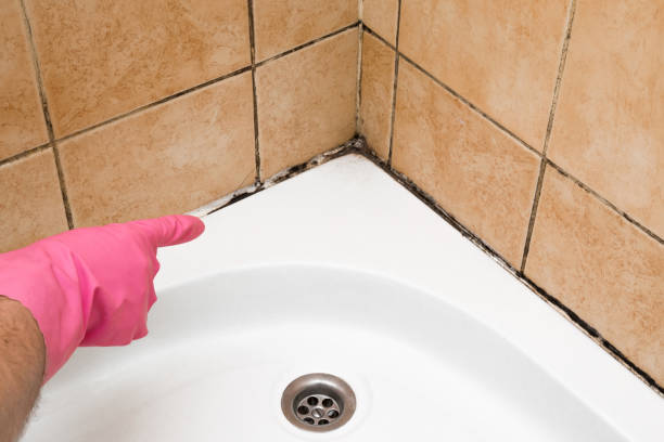 Best Residential Mold Remediation in Bellevue, IL