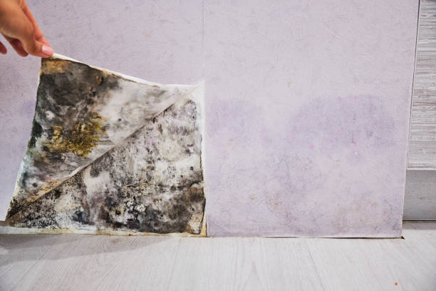 Best Mold Remediation for Specific Building Types in Bellevue, IL